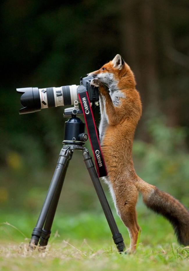 Курьезные снимки животных, которые в прошлой жизни были фотографами (ФОТО)