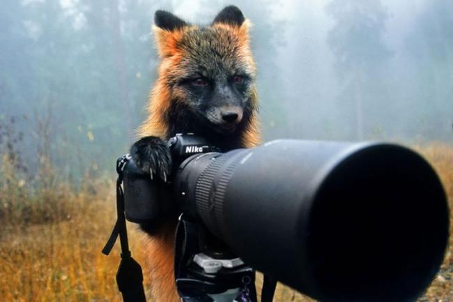 Курьезные снимки животных, которые в прошлой жизни были фотографами (ФОТО)