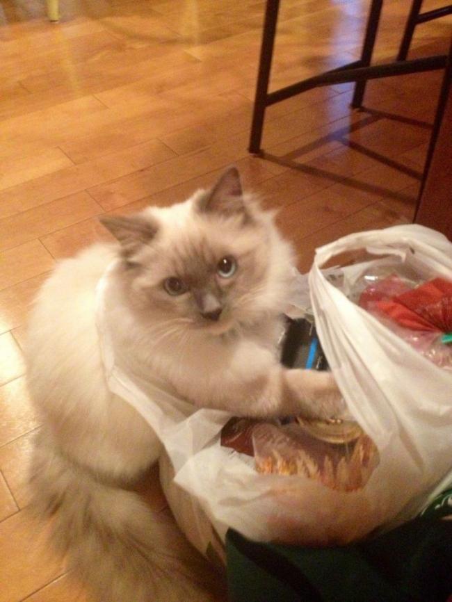 13 котов-хулиганов, пойманных на месте преступления (ФОТО)