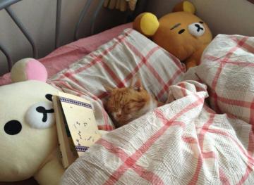 Лучший флешмоб из Японии: Уставшие коты спят как люди (ФОТО)