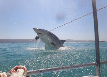 У берегов ЮАР туристы сняли на камеру одного из самых опасных хищников в мире (ФОТО)