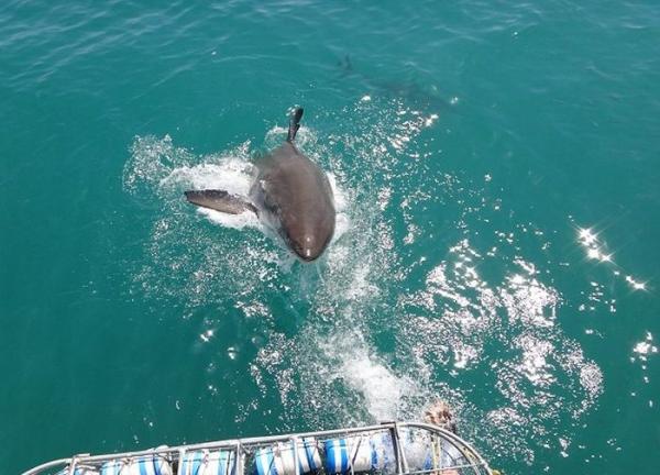 У берегов ЮАР туристы сняли на камеру одного из самых опасных хищников в мире (ФОТО)