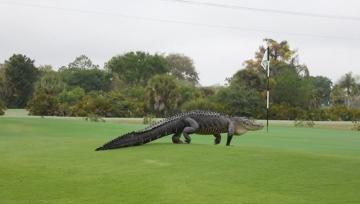 Огромный аллигатор шокировал туристов в американском штате Флорида (ВИДЕО)