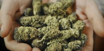 Германия легализовала медицинскую марихуану