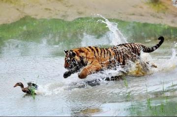 Опасные игры: Как смелая утка обхитрила тигра (ВИДЕО)