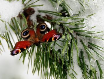 Животные, которые нашли практическое применение снегу (ФОТО)