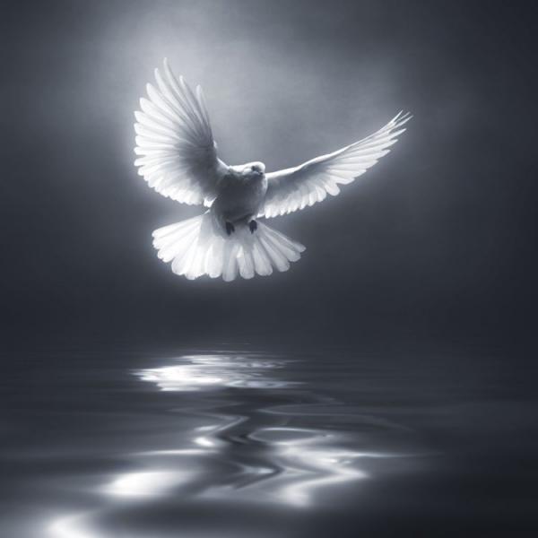 Особенные снимки птиц от испанского мастера (ФОТО)