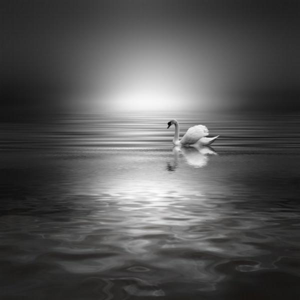 Особенные снимки птиц от испанского мастера (ФОТО)