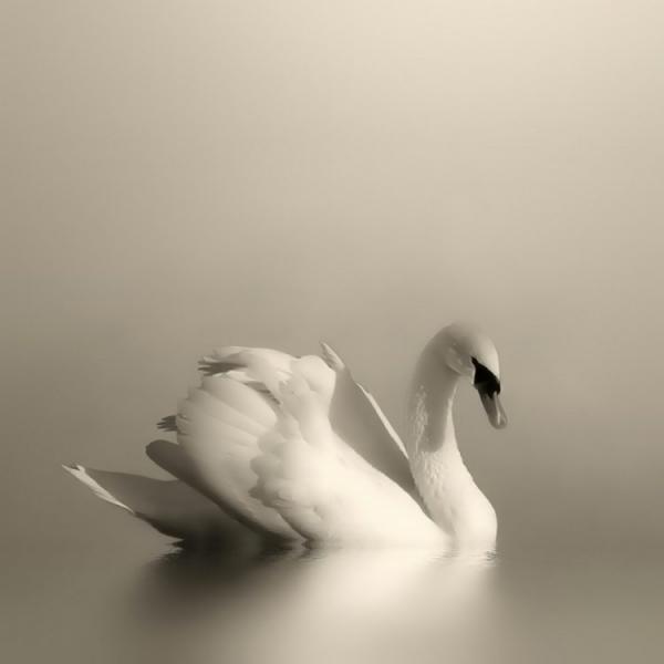 Особенные снимки птиц от испанского мастера (ФОТО)