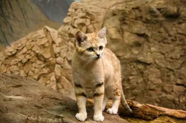Удивительные кошки, которые выглядят как котята на протяжении всей жизни (ФОТО)