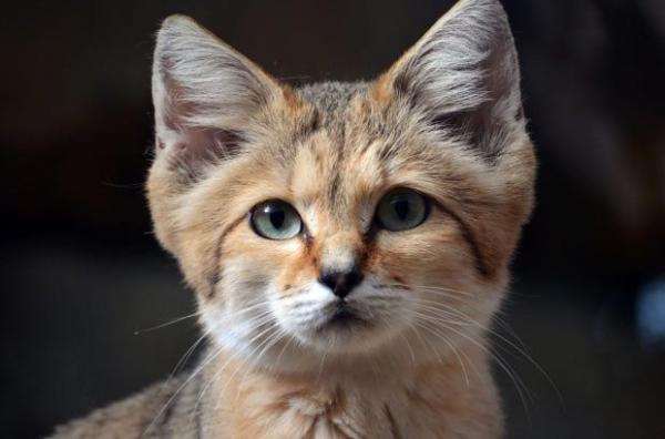 Удивительные кошки, которые выглядят как котята на протяжении всей жизни (ФОТО)