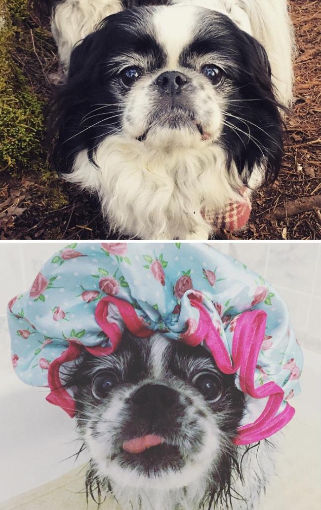20 смешных собак, сфотографированных до и после принятия ванны (ФОТО)