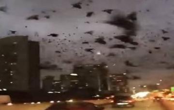 В Техасе огромная стая черных птиц атаковала автомобили на дороге (ВИДЕО)