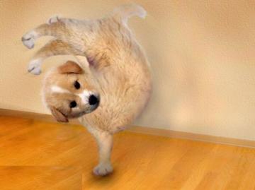 Танцующий щенок в зоомагазине стал героем Сети (ВИДЕО)