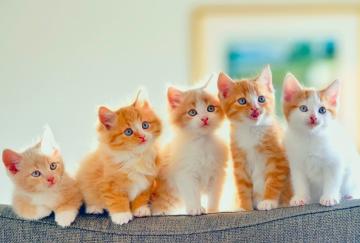 Ученые определили 5 типов характера у кошек