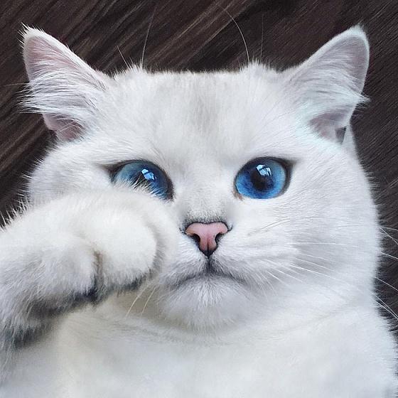 Голубоглазый кот стал звездой Сети (ФОТО)