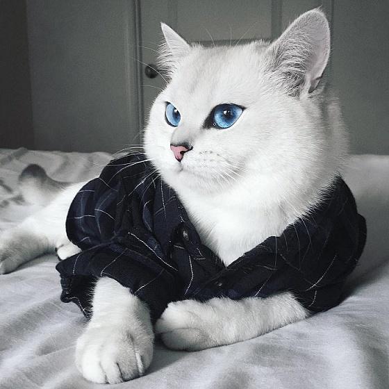 Голубоглазый кот стал звездой Сети (ФОТО)