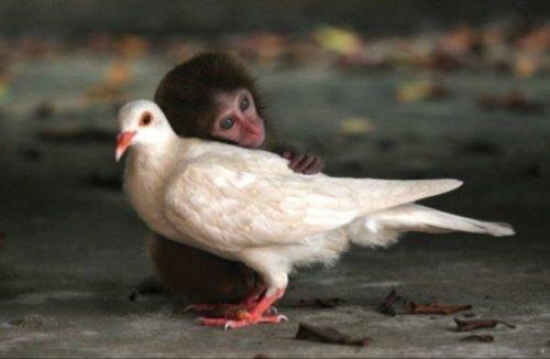 Любовь и дружба между животными разных видов (ФОТО)