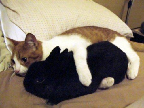 Любовь и дружба между животными разных видов (ФОТО)