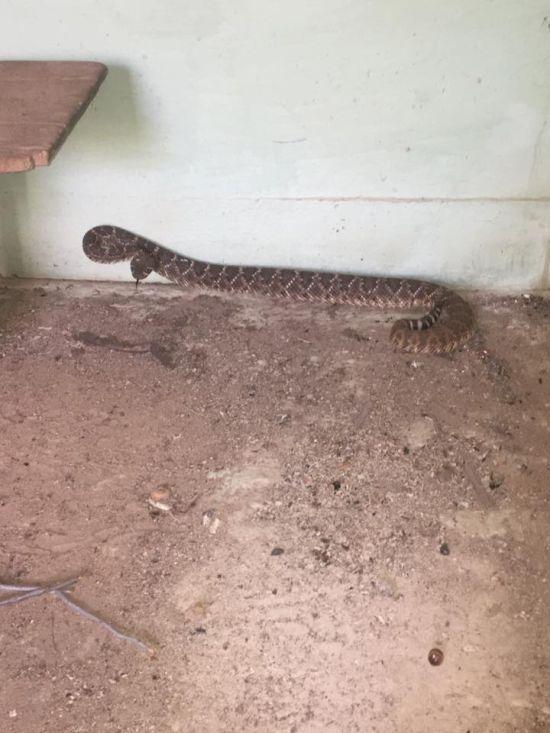 Житель Техаса обнаружил в своем доме змеиное логово (ФОТО)