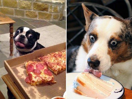 Собаки, которые охотятся за вашей едой (ФОТО)
