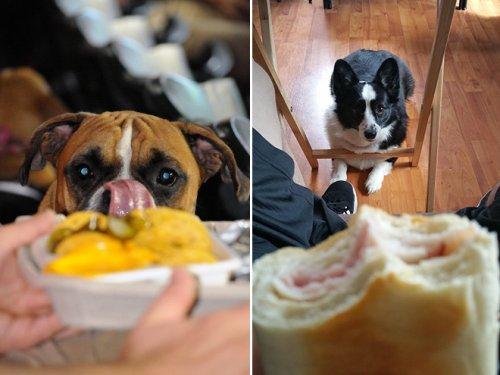 Собаки, которые охотятся за вашей едой (ФОТО)