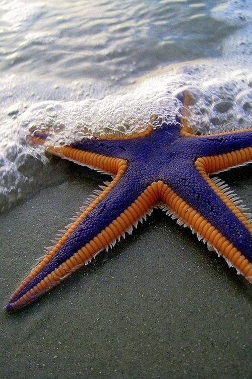 Удивительный мир природы: звезды на дне моря (ФОТО)