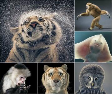 Удивительные портреты животных в исполнении талантливого фотографа из Великобритании (ФОТО)