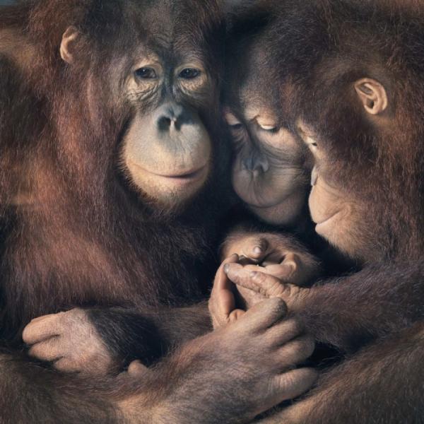 Удивительные портреты животных в исполнении талантливого фотографа из Великобритании (ФОТО)