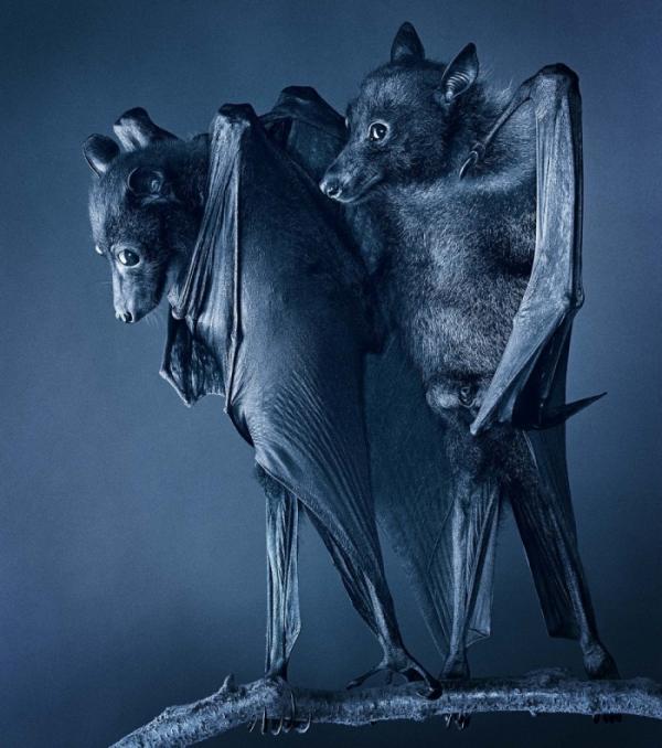 Удивительные портреты животных в исполнении талантливого фотографа из Великобритании (ФОТО)