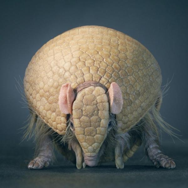 Удивительные портреты животных в исполнении талантливого фотографа из Великобритании (ФОТО)