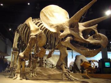 Ученые нашли в костях динозавра Юрского периода следы белков