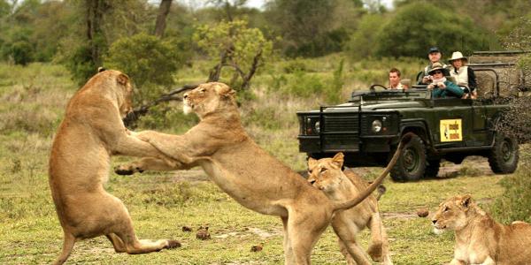 Национальный парк Крюгера в ЮАР – необъятные площади африканской природы (ФОТО)