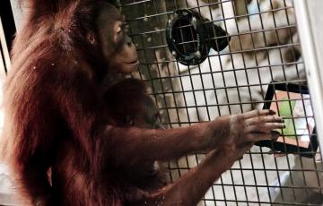 Одинокому орангутангу найдут пару с помощью сервиса знакомств