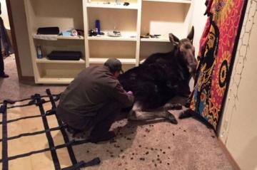 Незваный гость: 270-килограммовый лось вломился в дом жителя американского штата Айдахо (ФОТО)