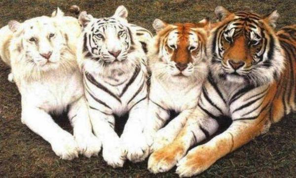 10 крутых фотографий, которые способны вас удивить (ФОТО)