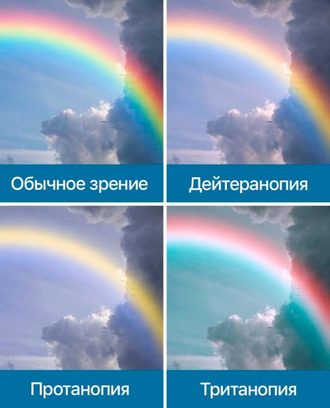 Как видят мир люди с разными формами дальтонизма (ФОТО)
