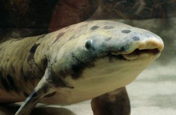 В США аквариумная рыба умерла в возрасте 90 лет