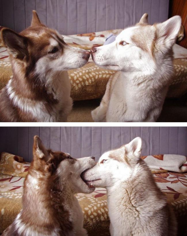 Трогательные снимки целующихся животных (ФОТО)