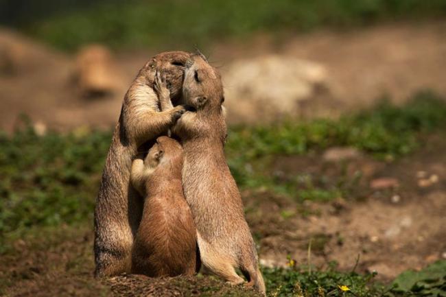 Трогательные снимки целующихся животных (ФОТО)