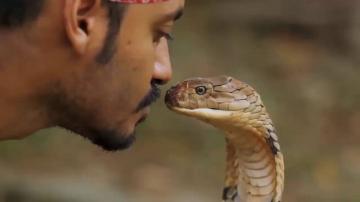 Последний поцелуй. Спасатель змей умер после селфи с коброй (ФОТО)