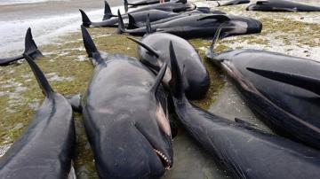 Массовый суицид. В Новой Зеландии около полутысячи китов выбросились на берег (ВИДЕО)