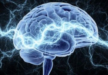 Ученые сообщили о новой аналогии в работе мозга и интернета