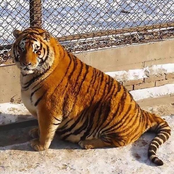 В китайском зоопарке по неизвестной причине растолстели амурские тигры (ФОТО)