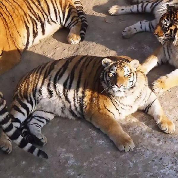В китайском зоопарке по неизвестной причине растолстели амурские тигры (ФОТО)