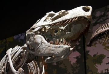 В Китае нашли беременного динозавра