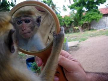 Ученые научили обезьян пользоваться зеркалом