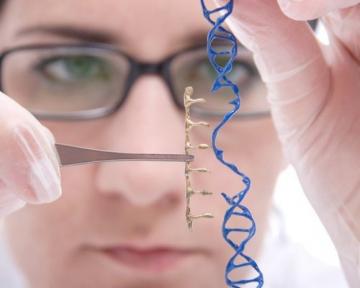 В США разрешили редактирование генома эмбрионов человека
