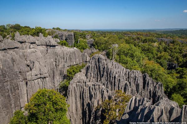 Каменные джунгли Мадагаскара (ФОТО)