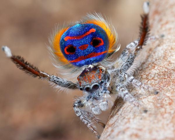 Павлиний паук: красочное крохотное существо (ФОТО)